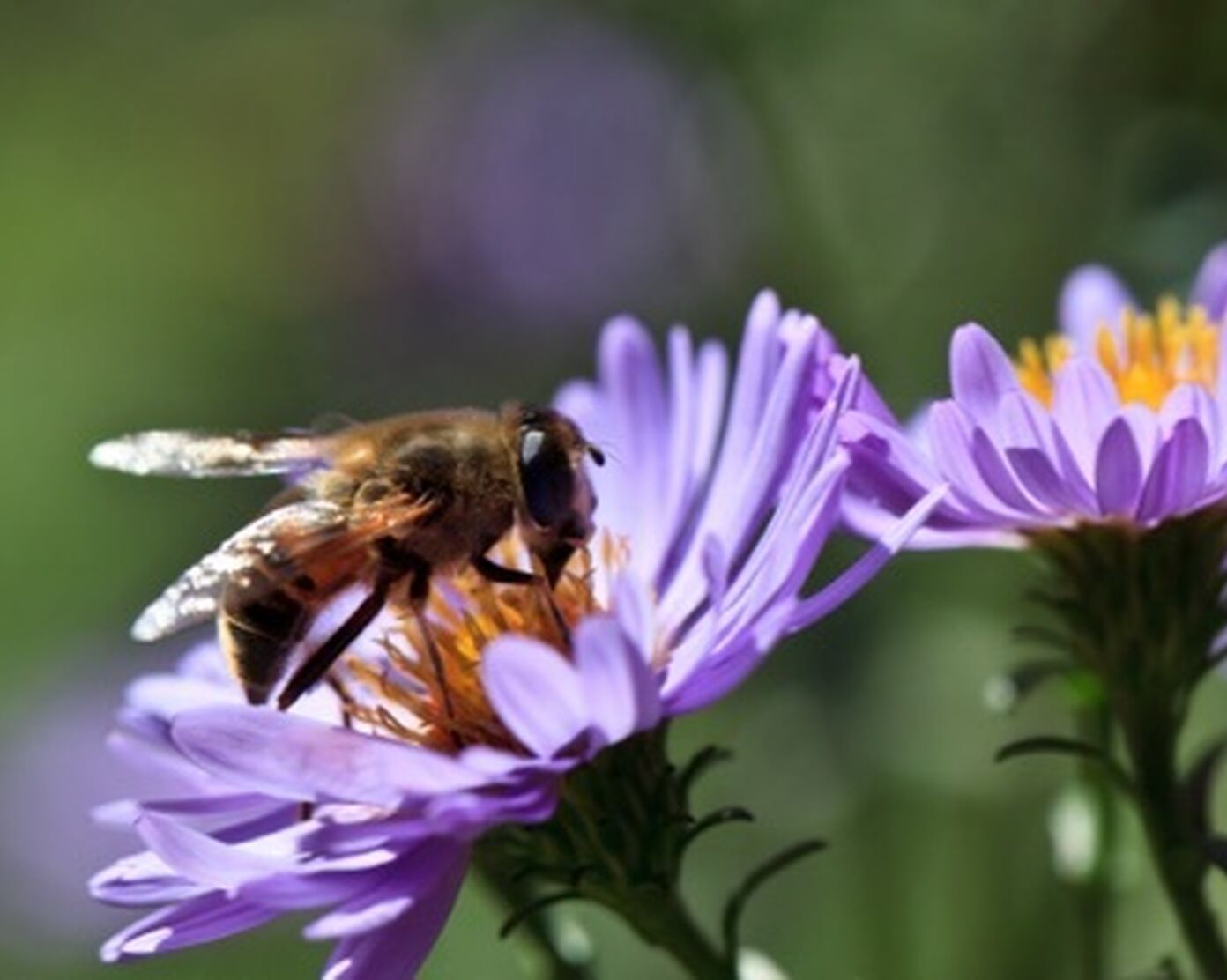 Bee on a violet flower 2021 08 26 15 58 34 utc