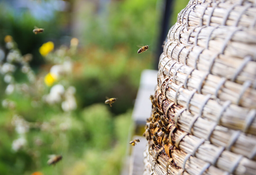 Bijen biodiversiteit 2