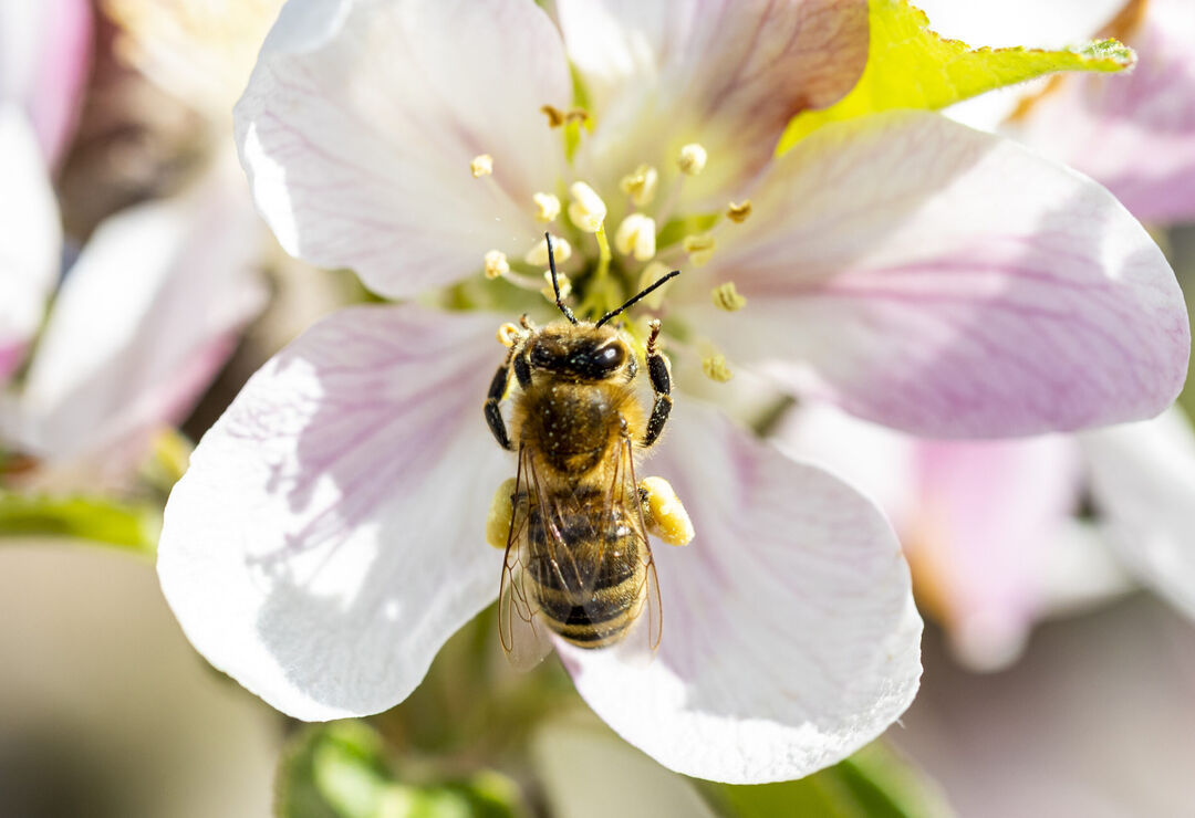 Biodiversiteit