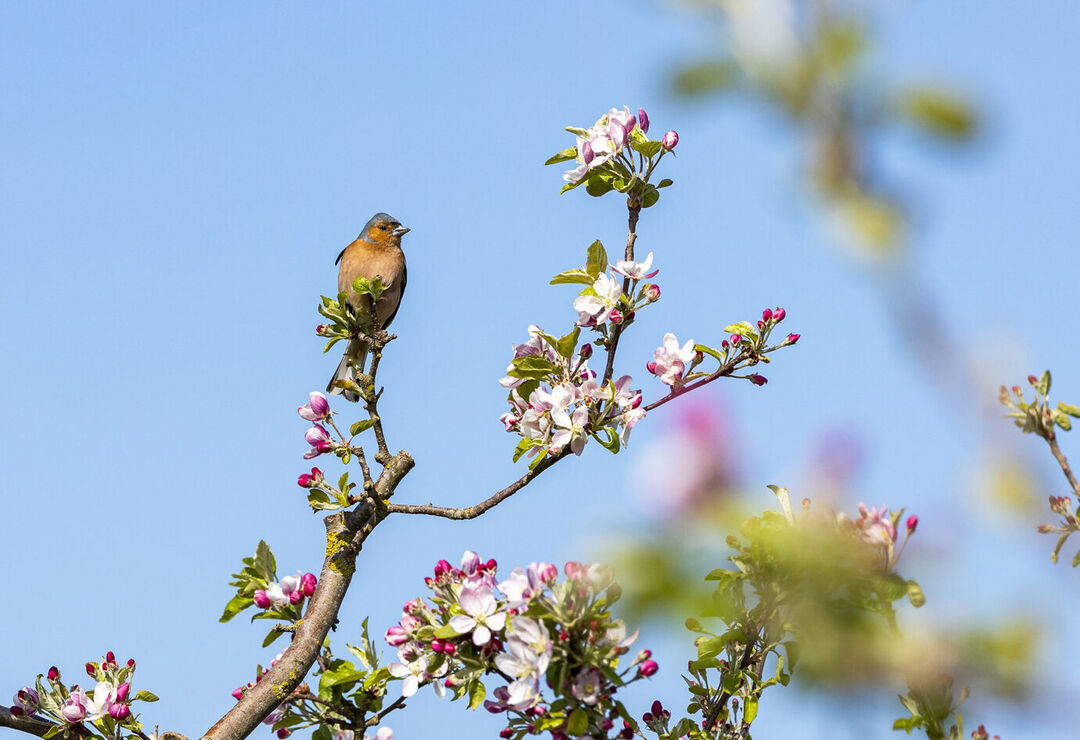 Biodiversiteit2 web