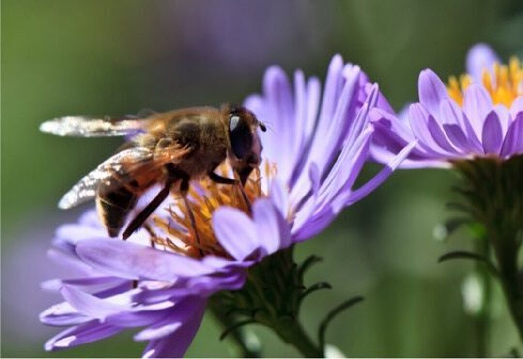 Bee on a violet flower 2021 08 26 15 58 34 utc