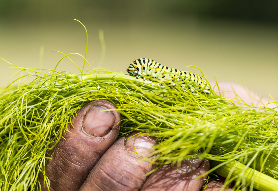 Biodiversiteit3 web