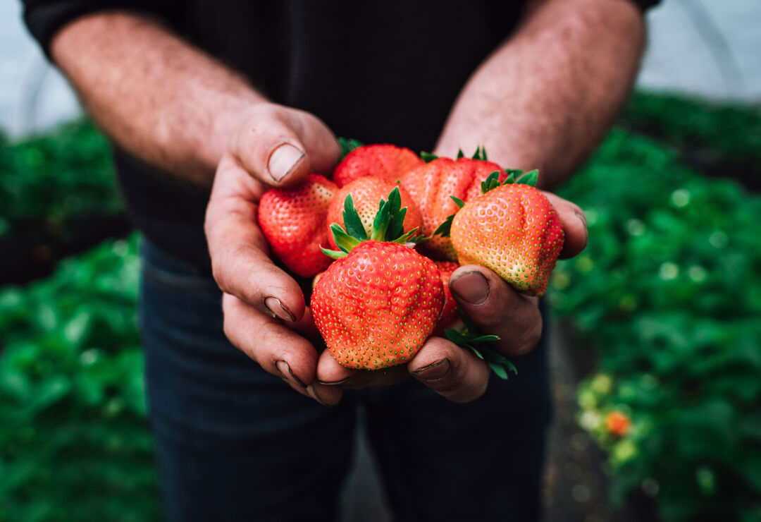 Fruit Small
