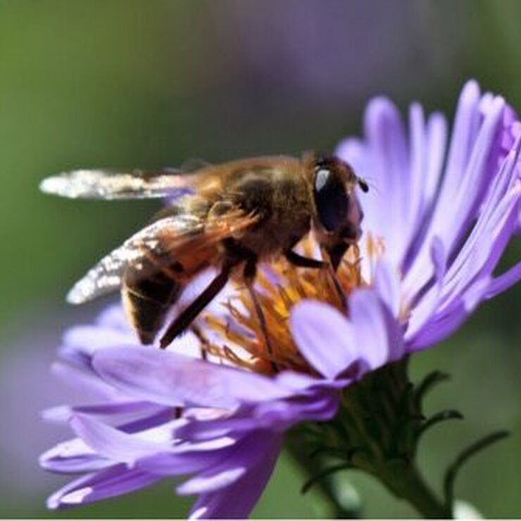 Bee on a violet flower 2021 08 26 15 58 34 utc